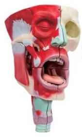 鼻、口、咽喉腔分解模型